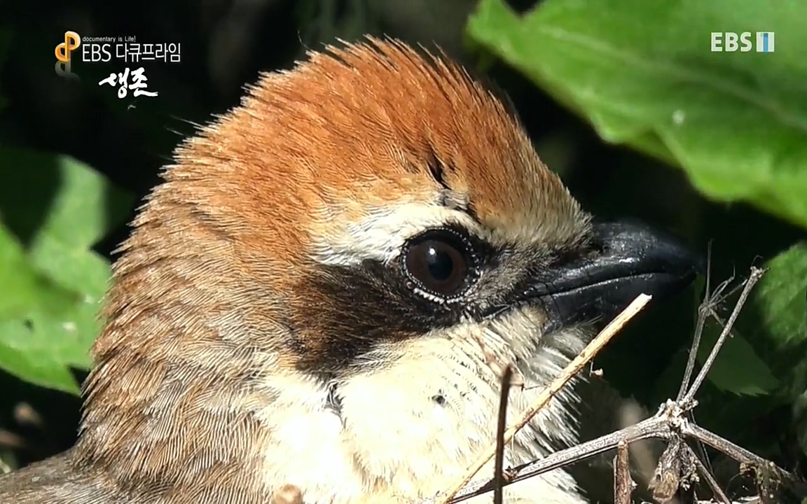 생존 3부_ EBS 다큐프라임_ 220629.avi_20220701_203237.681.jpg