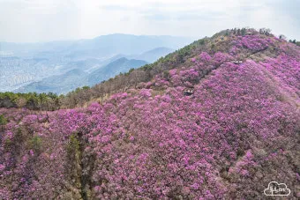 천주산 진달래축제 등산코스 맛집_16