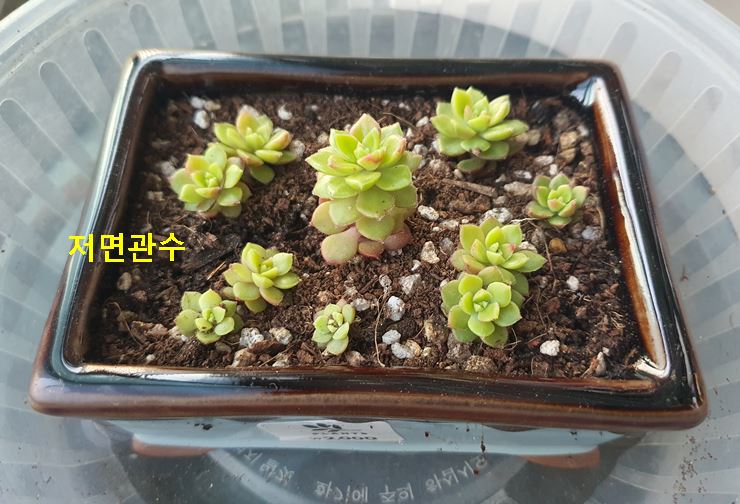 매직잼골드 저면관수