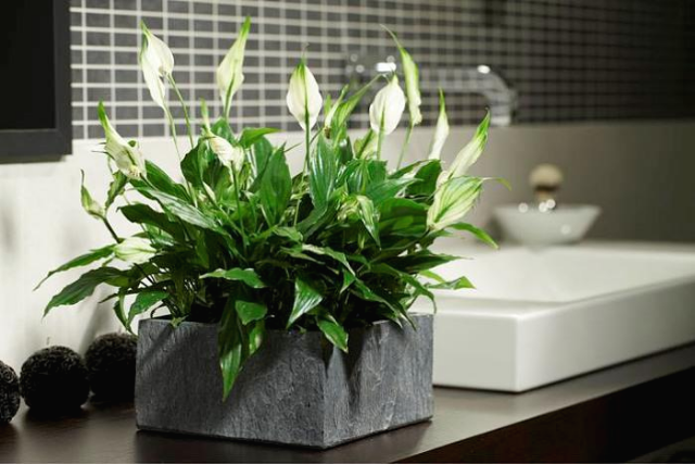 욕실인테리어 공기정화식물 스파티필름