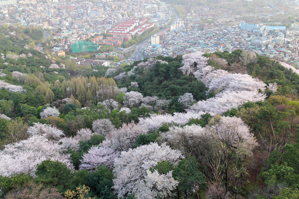 남산 벚꽃길 사진