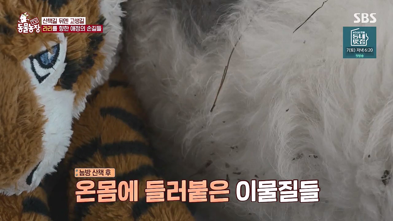 TV 동물농장.E1187.240902p-NEXT.mp4_20240901_155453.598.jpg