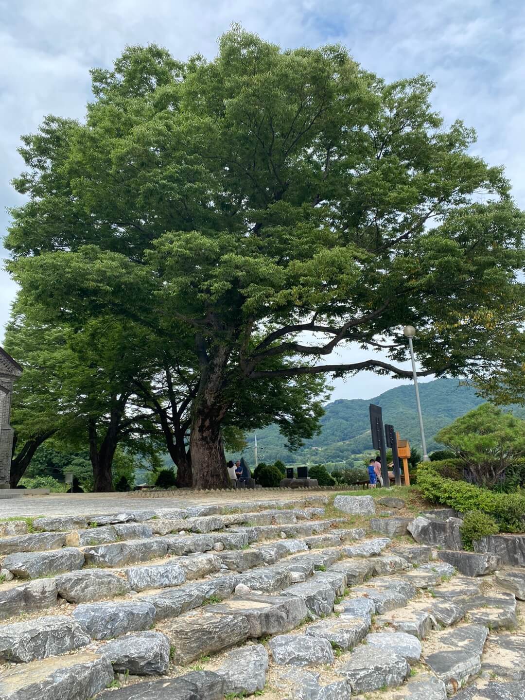 용소막 성당 느티나무