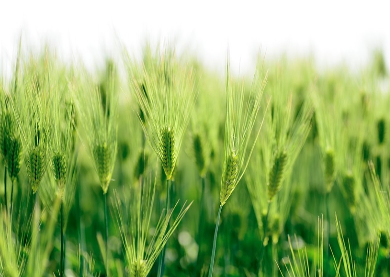 보리밭 푸른 보리