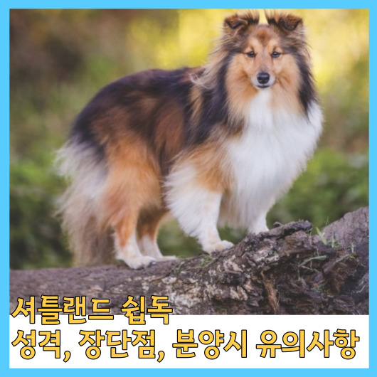  셔틀랜드 쉽독 성격, 장단점, 분양시 유의사항