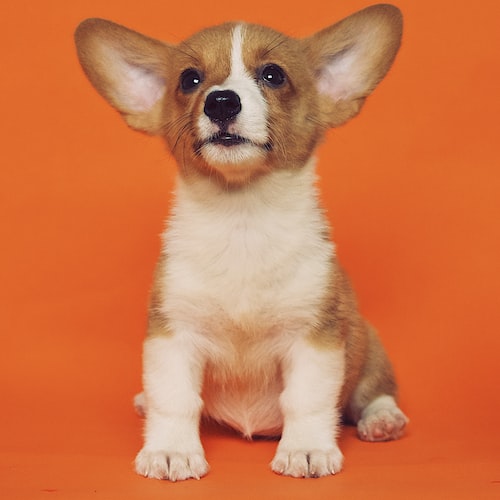 5 Tips for Choosing the Right Pet Supplies