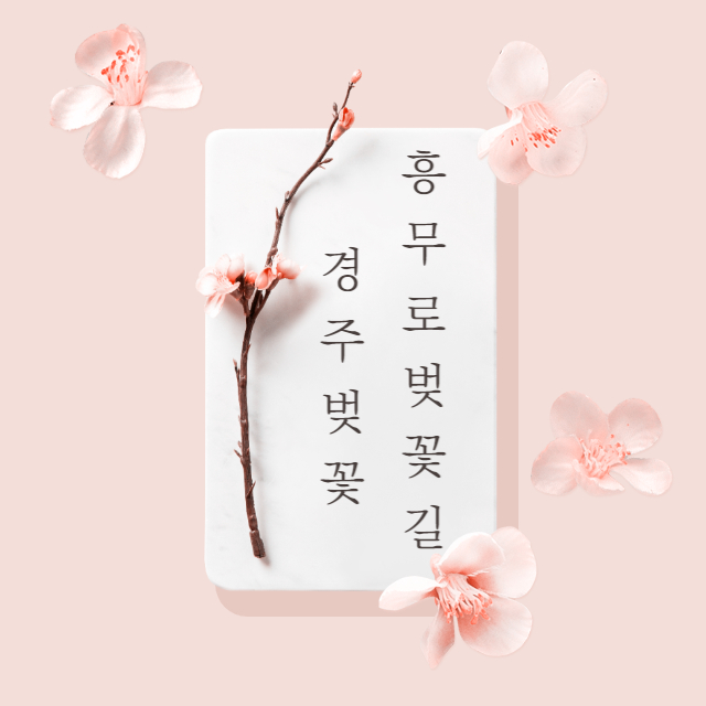 경주 흥무로 벚꽃길