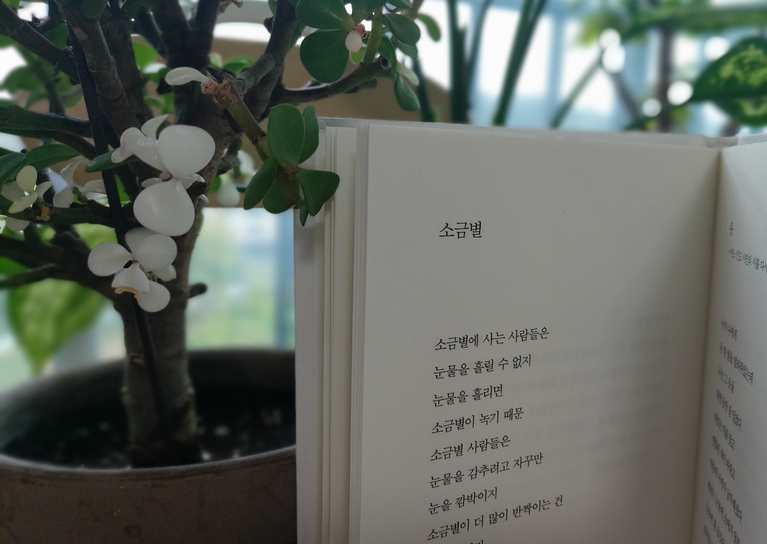  <시> 소금별 류시화 외눈박이 물고기의 사랑