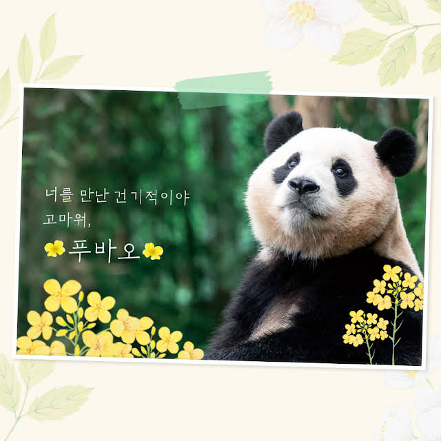  푸바오 마지막으로 볼수 있는 날짜 3월 3일!