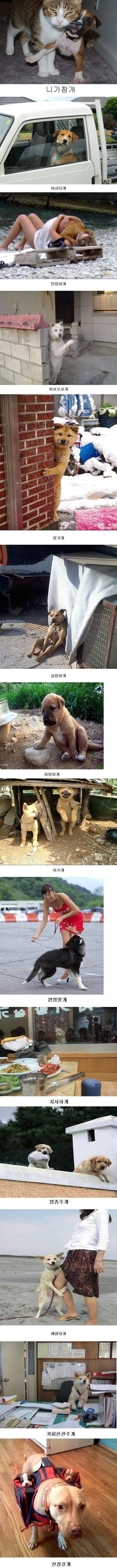 첫 사진에서 빵터졌음 ㅋㅋ 개의 종류 ㅋㅋ