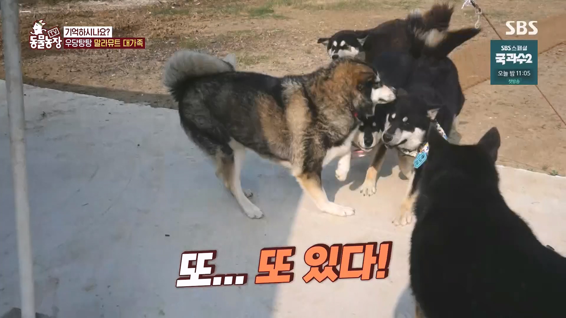 TV 동물농장.E1136.230903p.H264-F1RST.mp4_20230903_180332.914.jpg