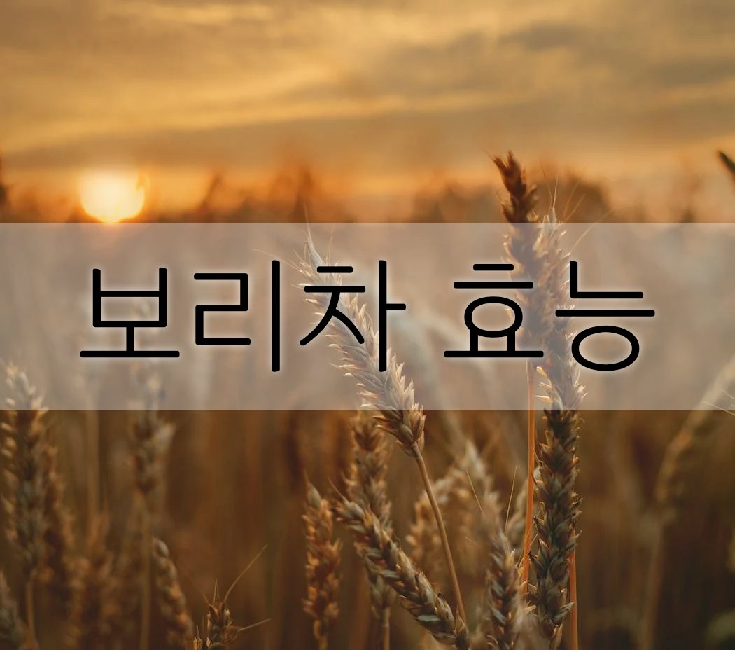  보리차의 숨겨진 효능에 대해 알아보자