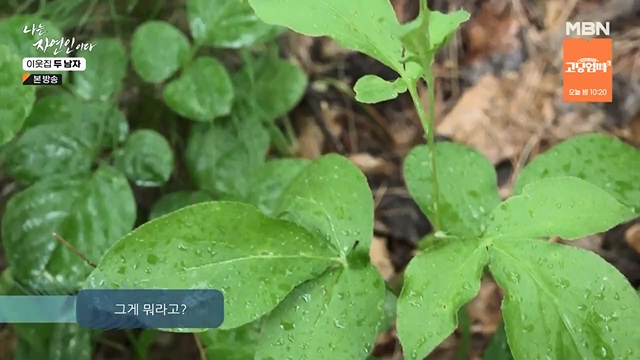 나는 자연인이다.E558.230615p-NEXT.mp4_20230615_200816.739.jpg