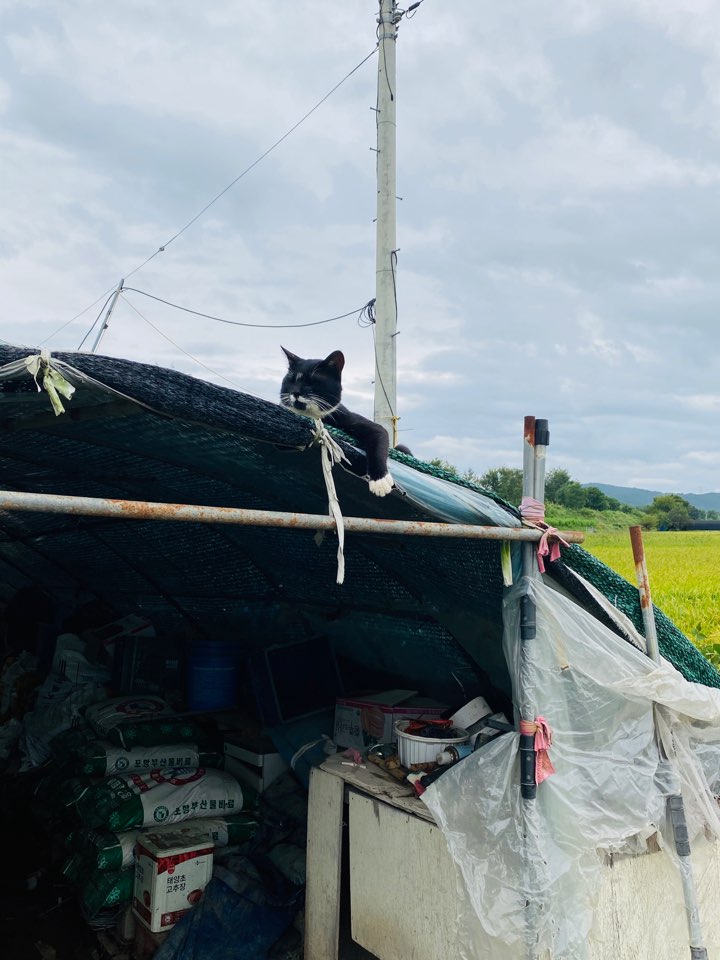 가을 들판 사진 가을 들판에서 2