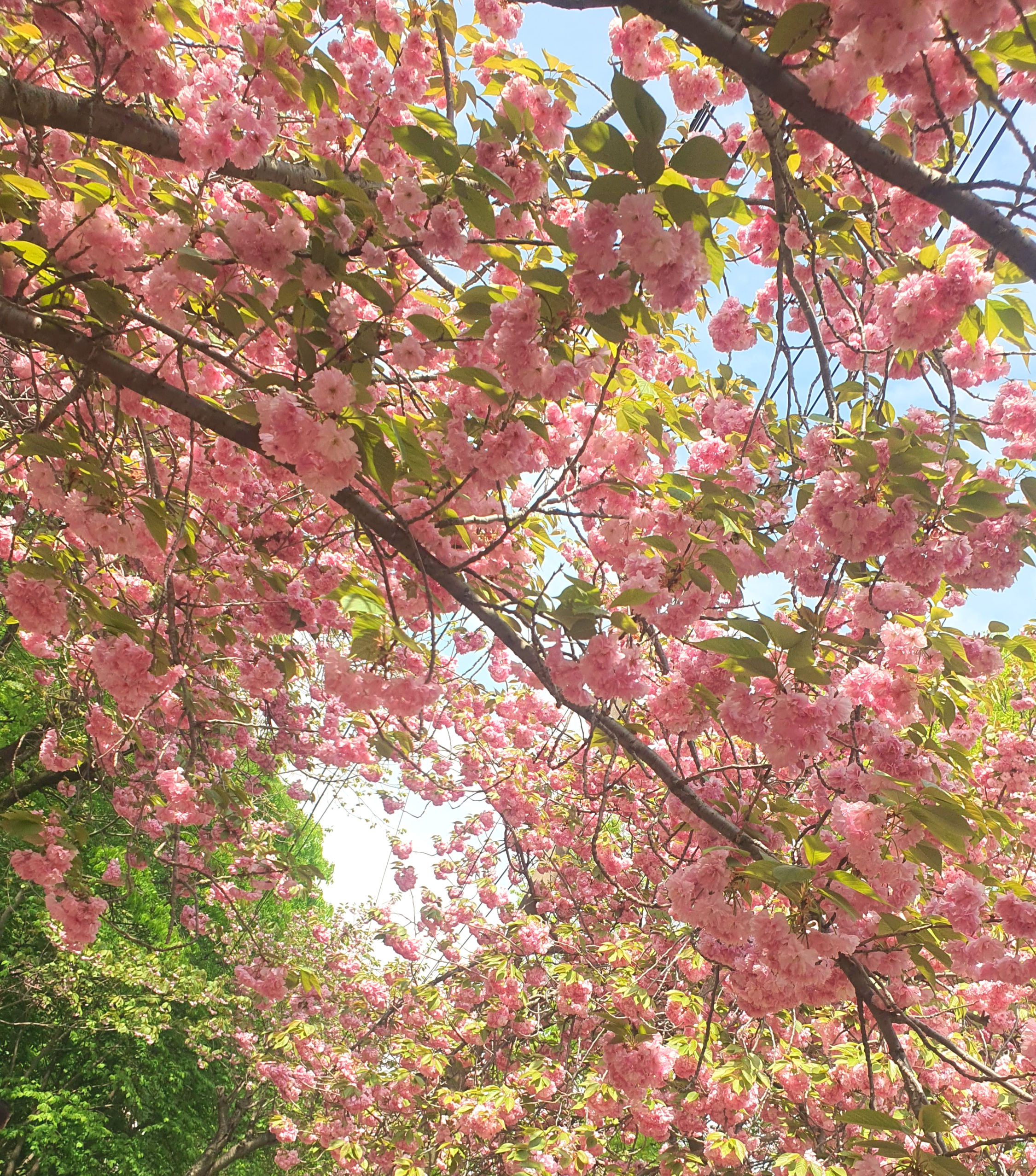 서산 문수사 겹벚꽃 명소(2024년 4월 23일)