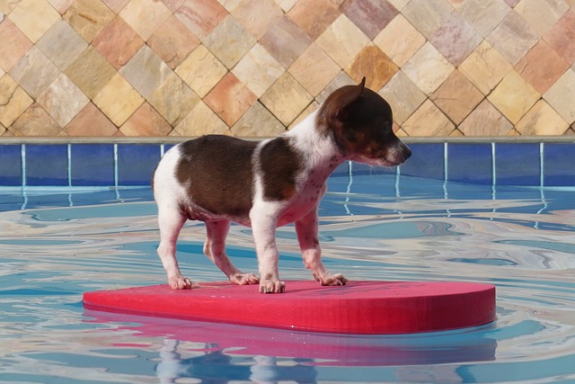 수영하는 강아지 사진