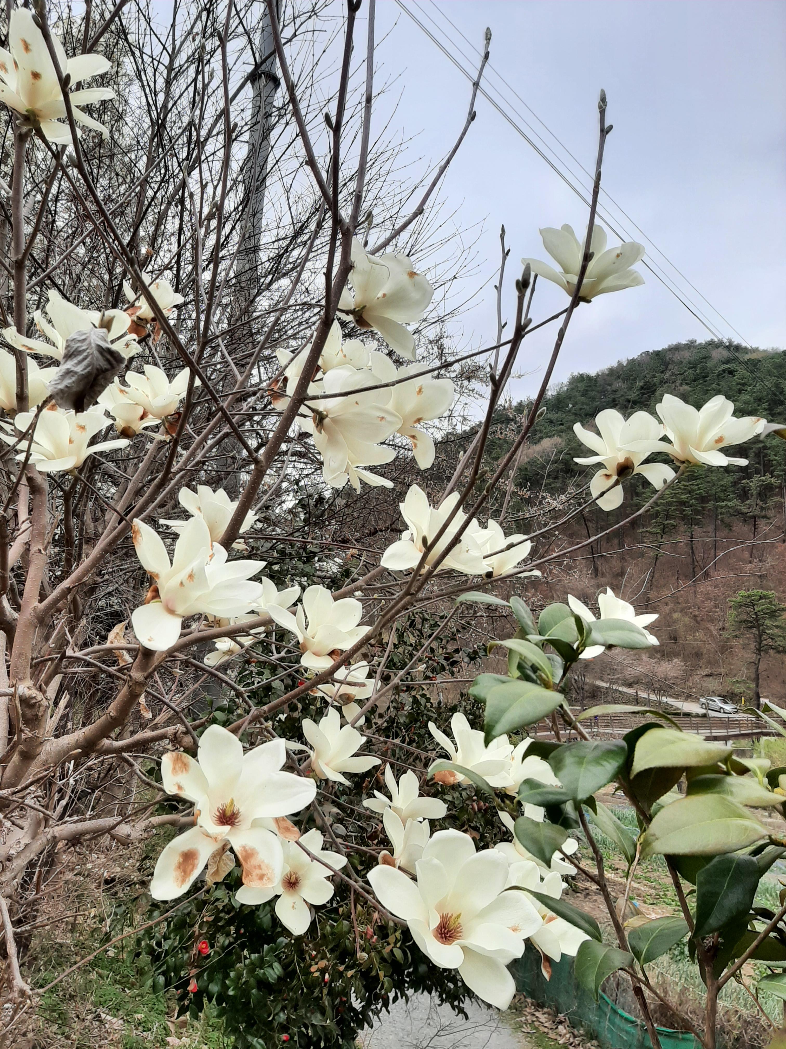 봄꽃 목련과 벚꽃이 한창입니다 / 꽃길만 걸으면 (03/23/22) 20