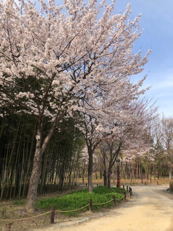 대전 근교 벚꽃 명소&amp;#44; 벚꽃 드라이브 명소
