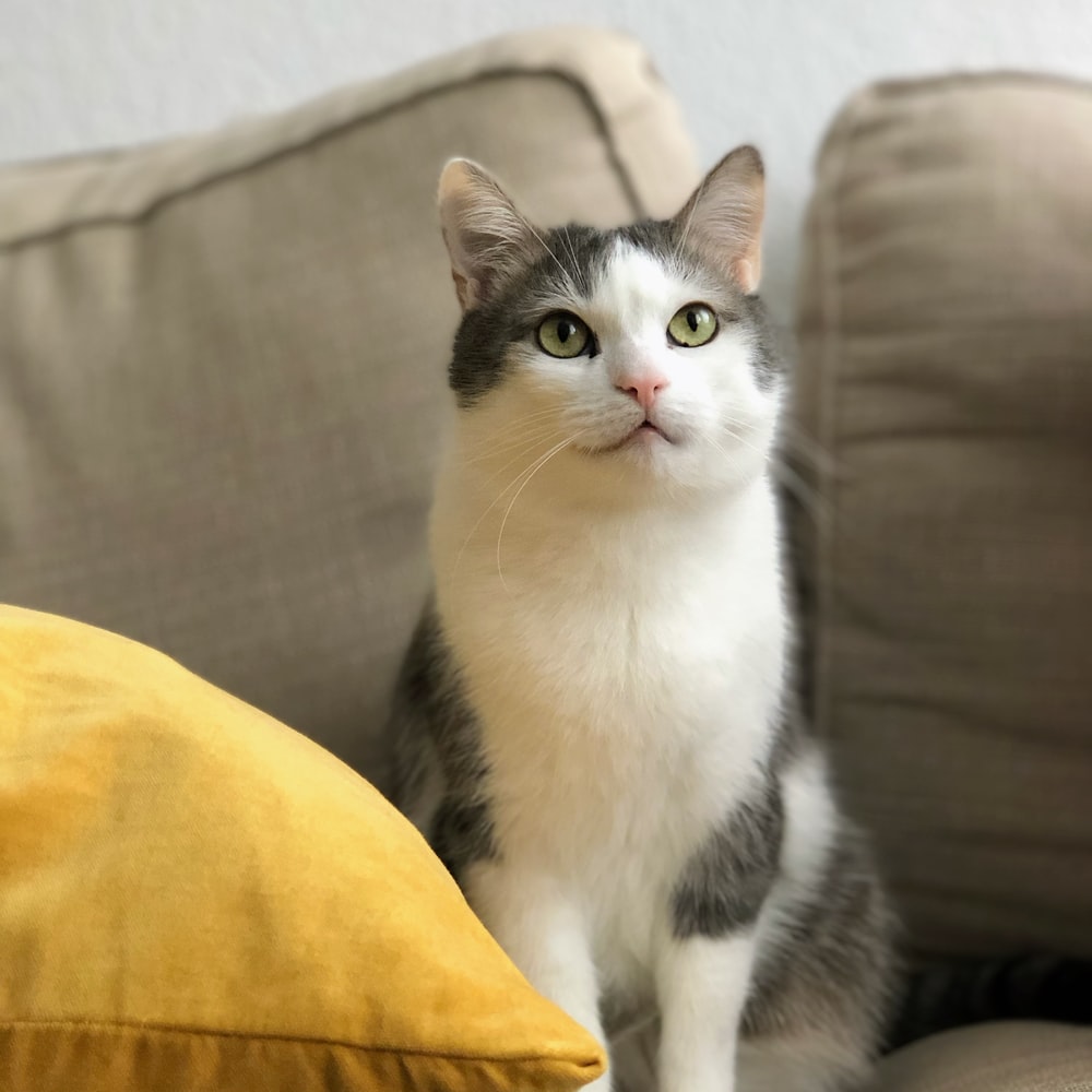 고양이 꿈해몽 태몽 34가지