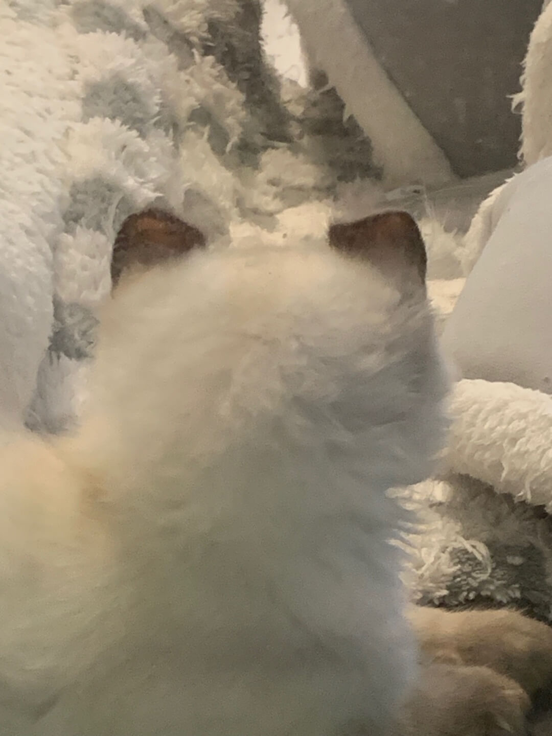 오즈캣