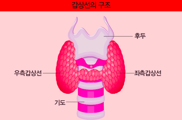  갑상선기능저하증 굶어도 살찌는 이유, 갑자기 체중이 증가했다면 참고하세요