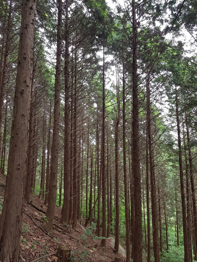  장성 축령산 [추암리~축령산~산소숲길]