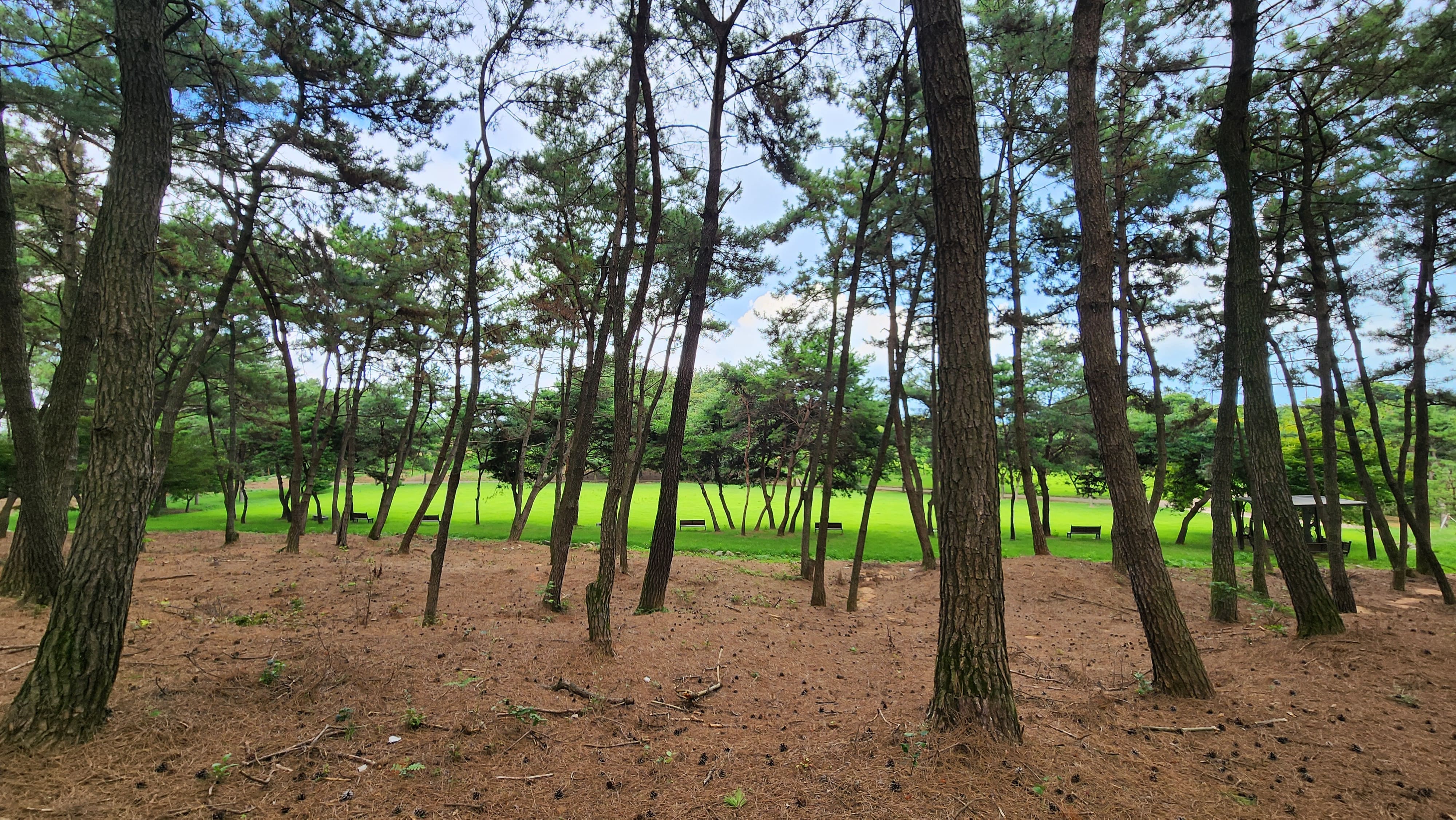 소왕릉과 대왕릉 주변의 소나무 숲