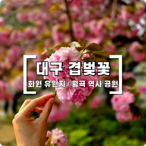  대구 겹벚꽃 명소 "화원유원지", 월곡 역사 공원