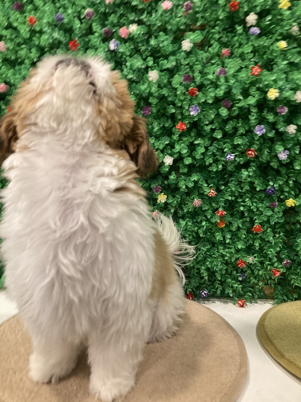 애견미용 여름맞이 애견미용 강아지 미용 천안 애견미용 [지켜주는 강아지] 천안역 4