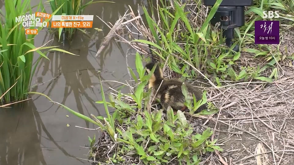 순간포착 세상에 이런일이.E1234.230624p.H264-F1RST.mp4_20230626_211200.731.jpg