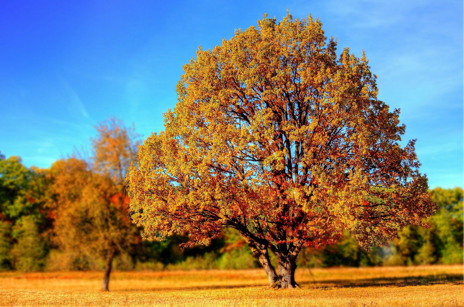가을-단풍나무-사진