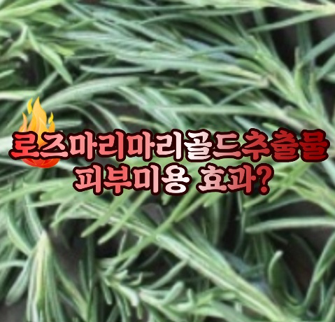 로즈마리마리골드추출물-효능