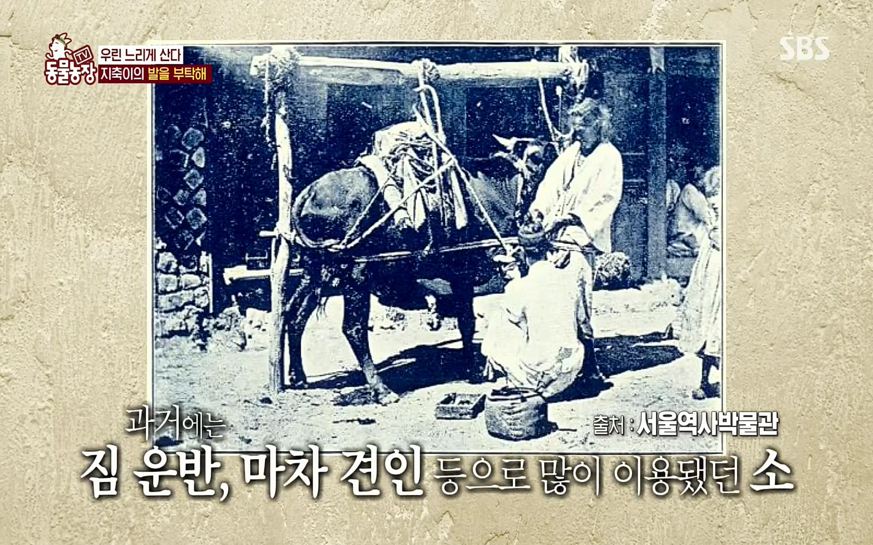 TV 동물농장.E1074.220619p.H264-F1RST.mp4_20220619_181821.076.jpg