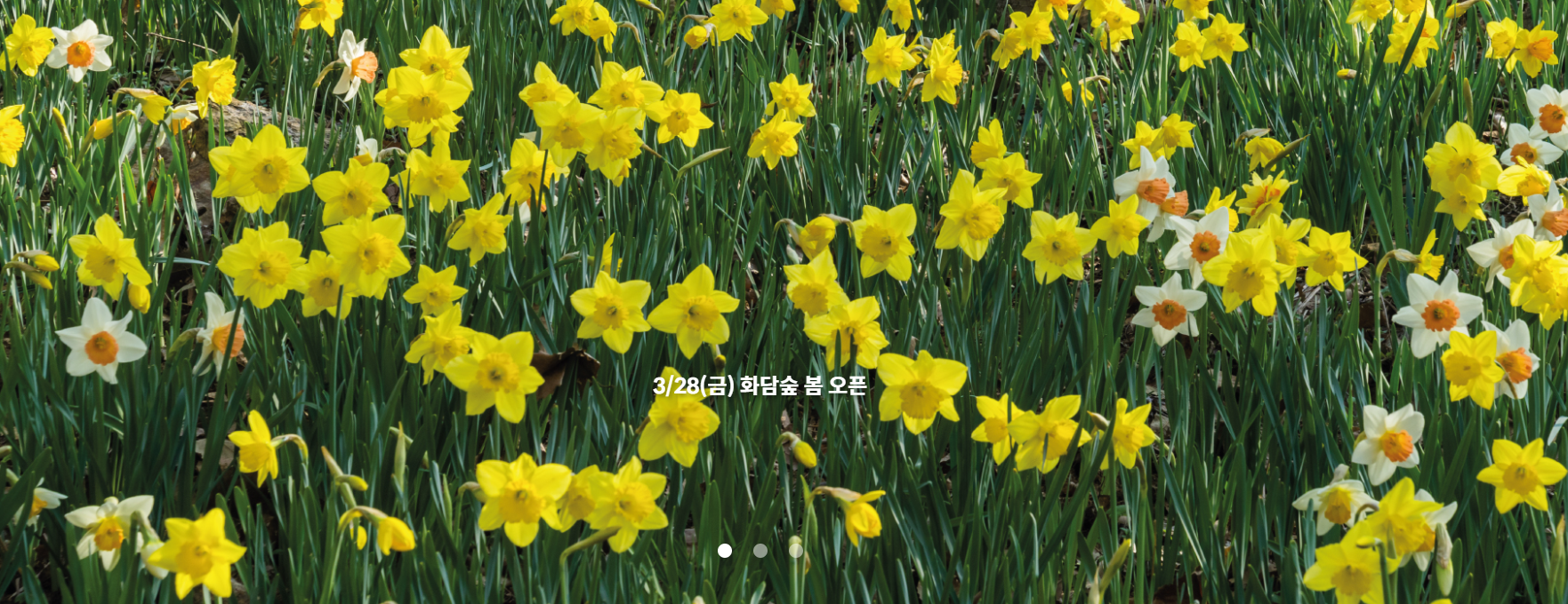 봄꽃송이 이미지