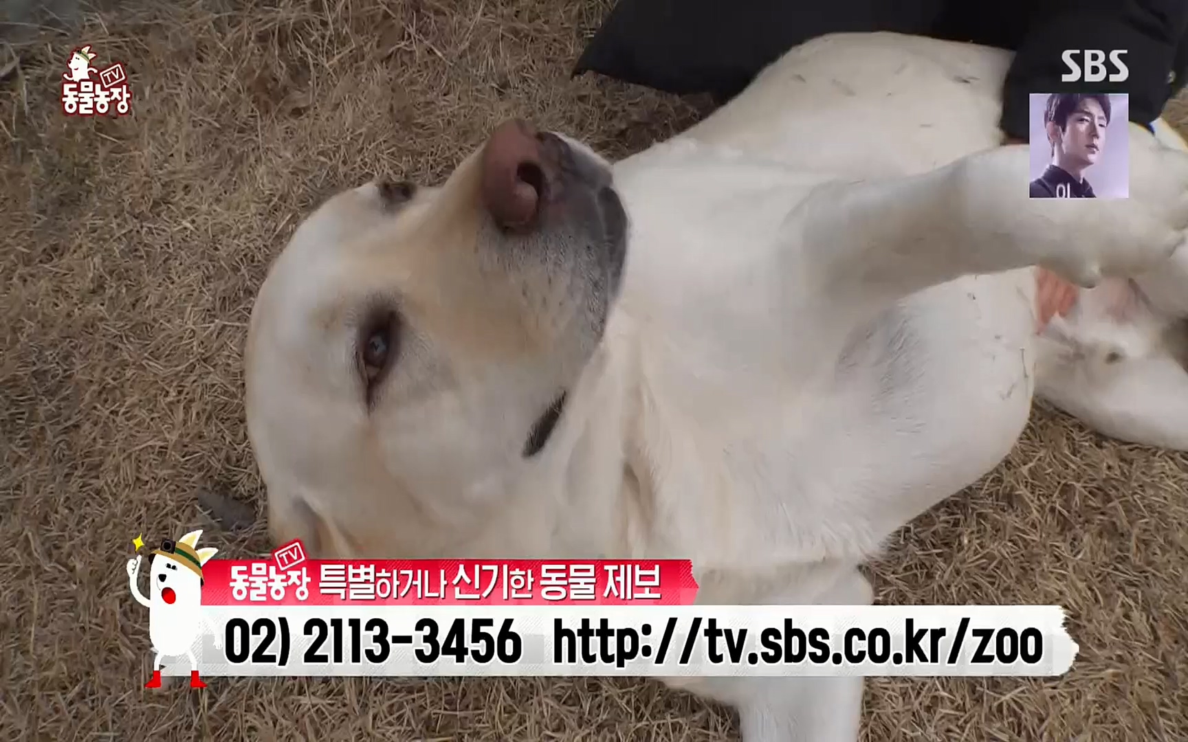 TV 동물농장.E1062.220327p.H264-F1RST.mp4_20220327_174424.750.jpg