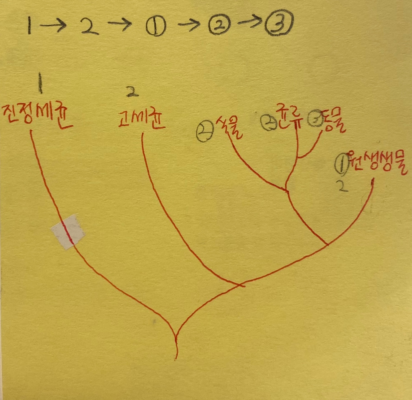 진화-순서-체계