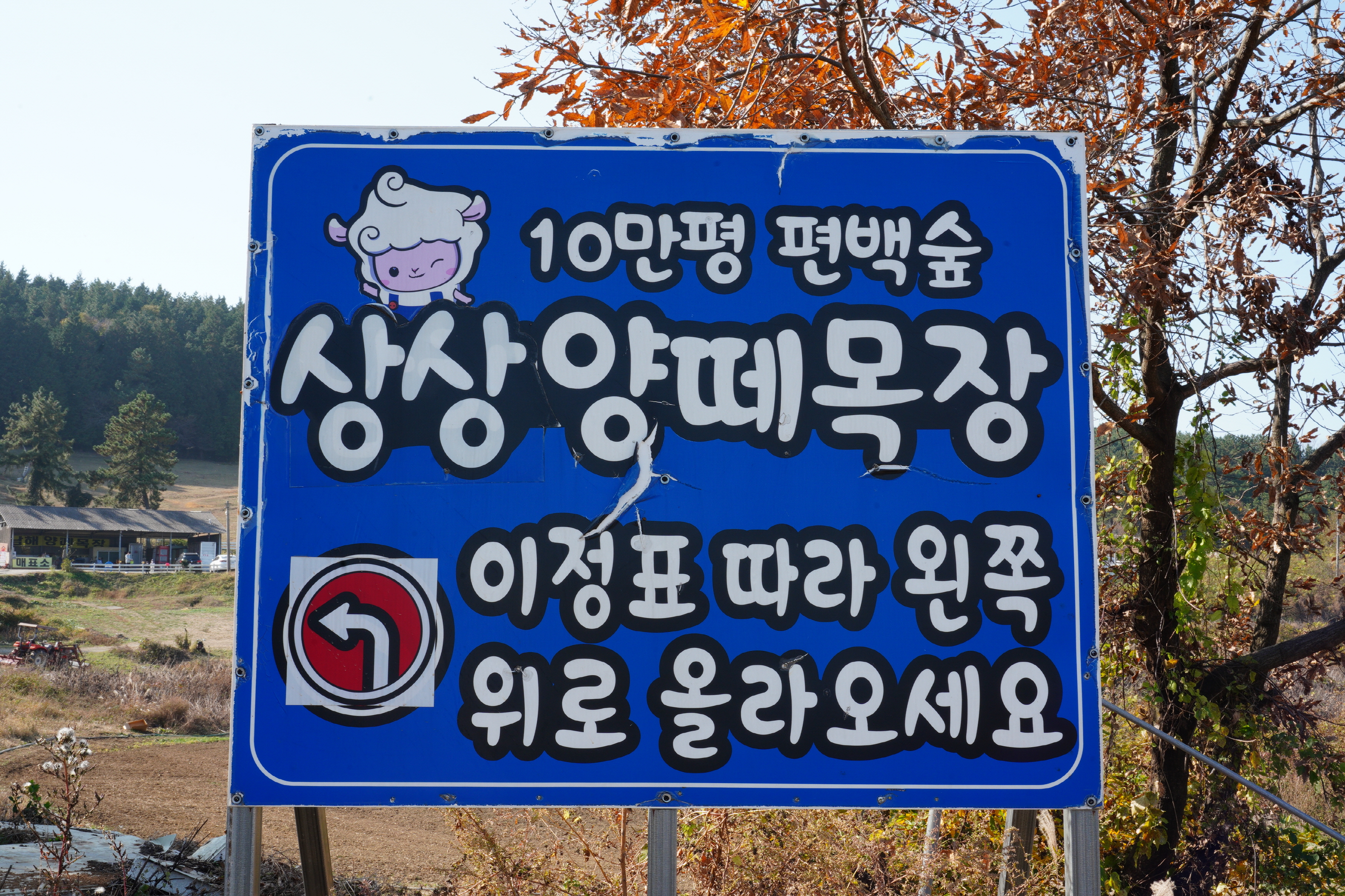  남해 상상양떼목장 아이와 가볼만한곳 경치가 끝내줘요