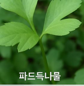 파드득나물