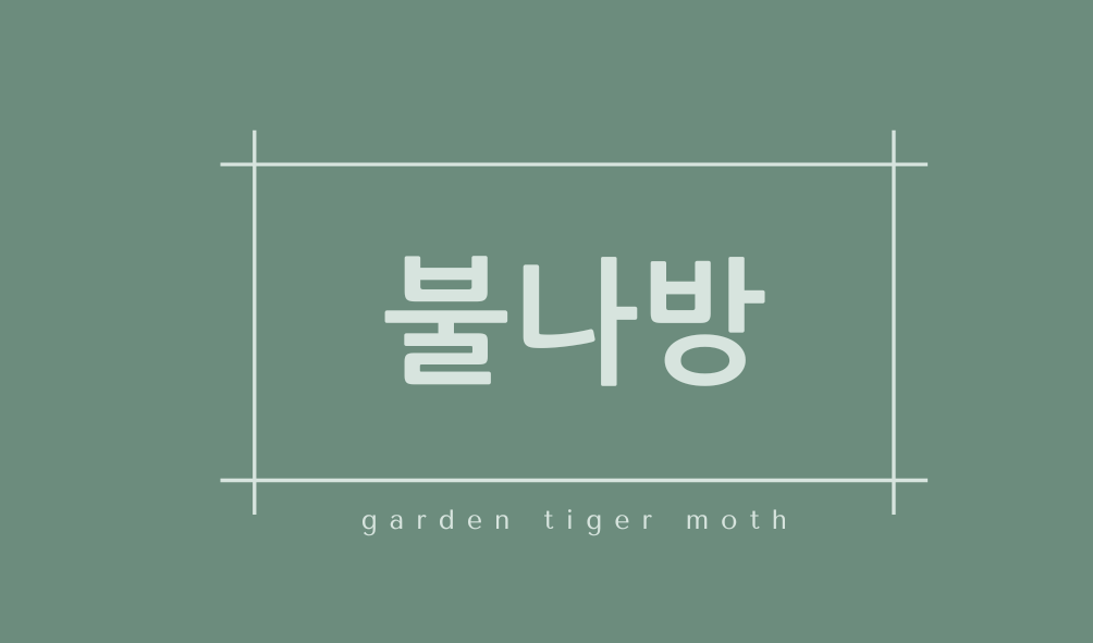 불나방(garden tiger moth)