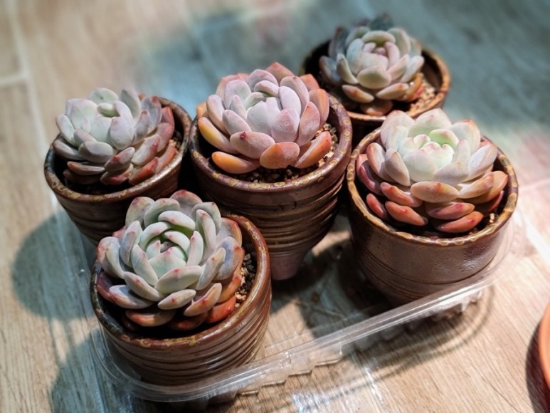 오렌지 먼로 겨울 염소 여름잎 정리 다육 식물 키우는 법 종류명, 9