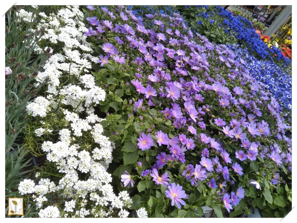 화원의 봄꽃-하양색-보라색