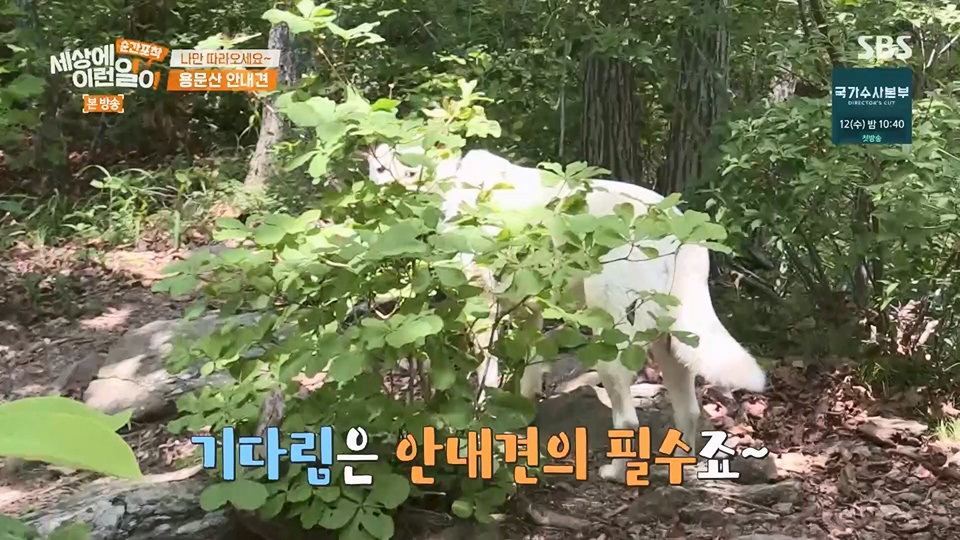 순간포착 세상에 이런일이.E1236.230708p.H264-F1RST.mp4_20230709_171121.085.jpg