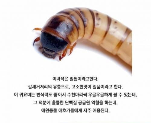  자연의 청소부 밀웜