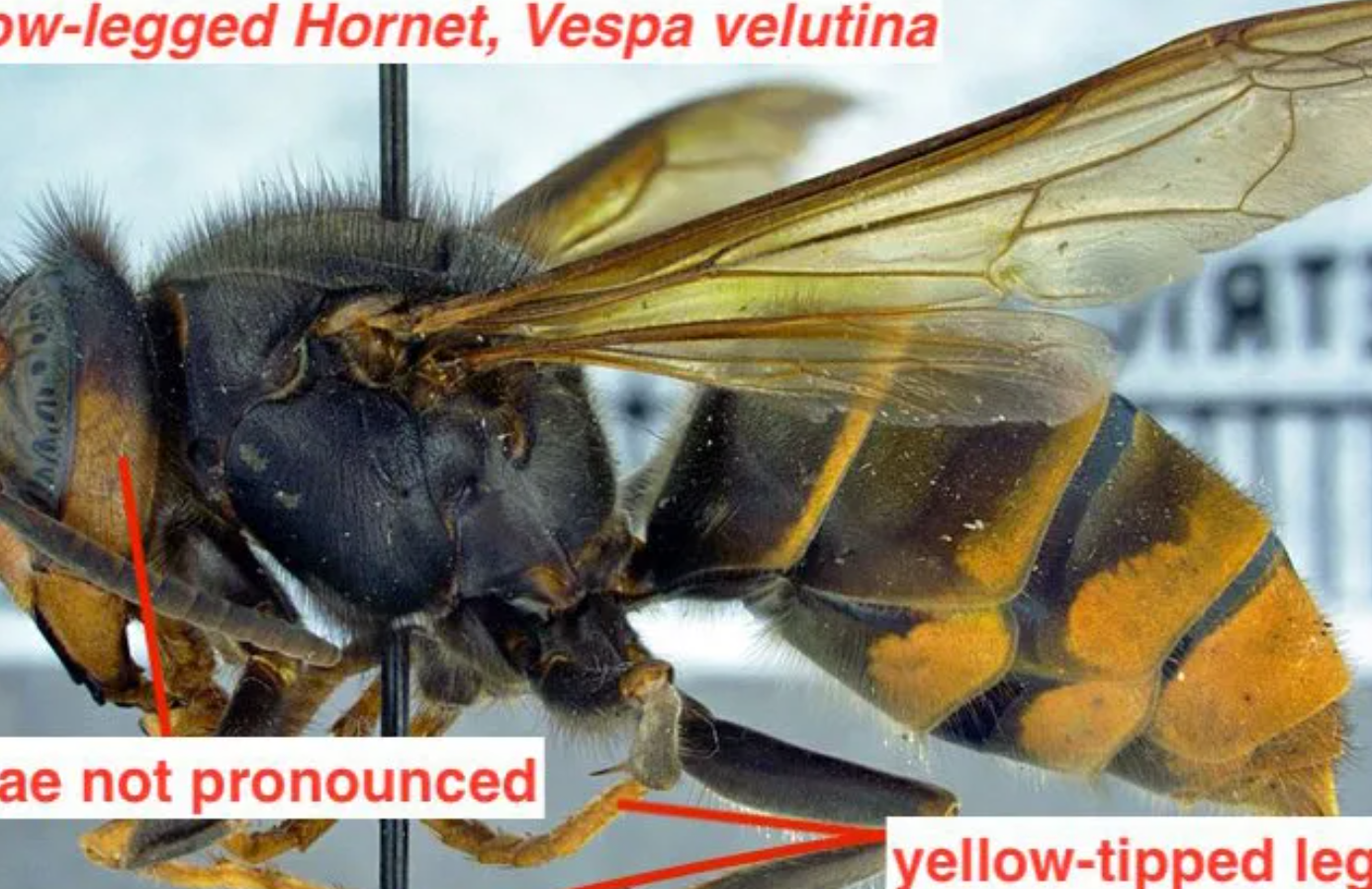 Invasive Yellow-Legged Hornet Raises Concern in South Carolina First Detection Sparks Beekeeping Alert