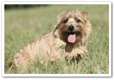  노퍽테리어 분양가격 및 품종에 대해( norfolk terrier)