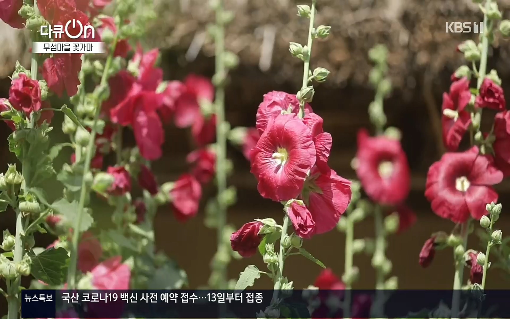 다큐 On.E156.220909p.H264-F1RST.mp4_20220910_192929.731.jpg