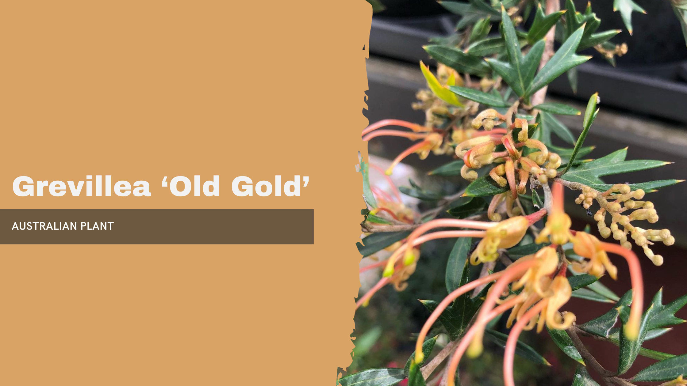 Grevillea &lsquo;Old Gold&rsquo;