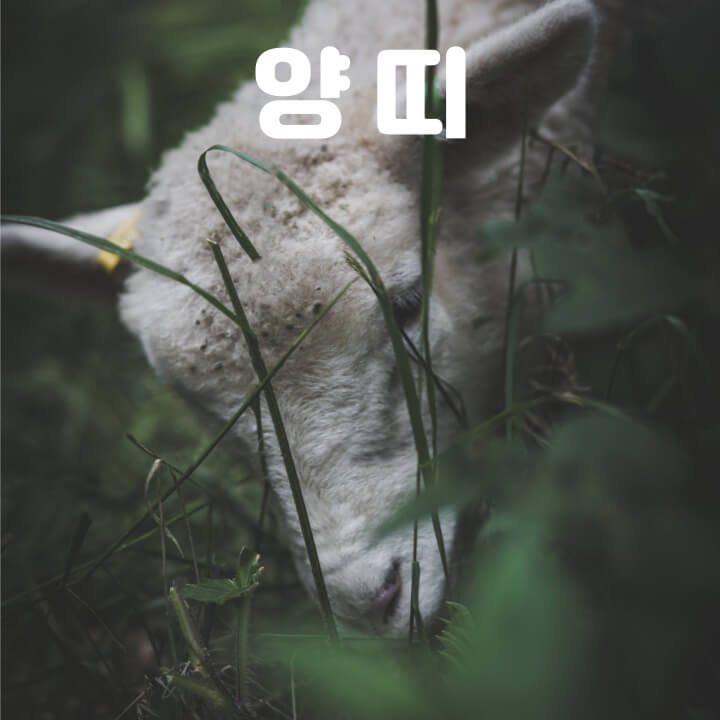 출생년도 띠, 띠별 나이, 몆년생 띠, 연도별 띠 한번에 보기 출생년도 띠, 띠별 나이, 몆년생 띠, 연도별 띠 한번에 보기