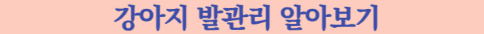 강아지산책
