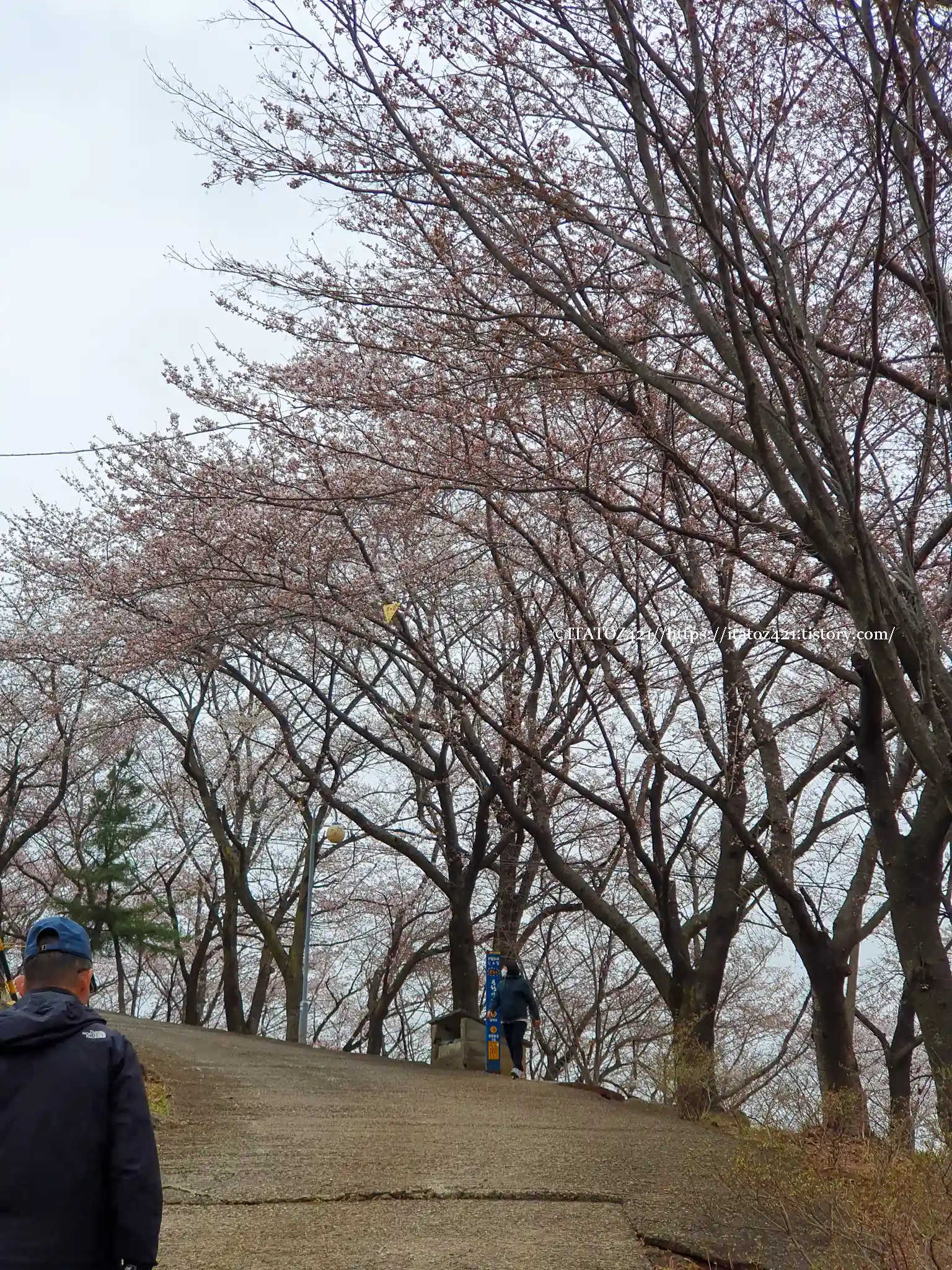 벚꽃 여행지 추천 봉황산